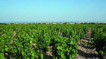 vignobles