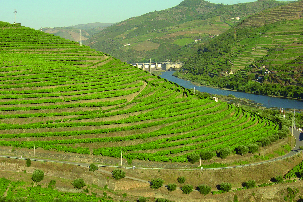 Le haut Douro Viticole