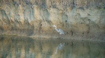 Oiseau