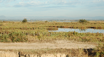 Camargue paysage