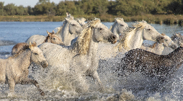 chevaux