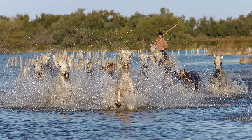Les chevaux