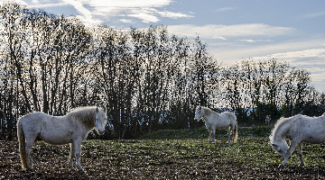 Chevaux