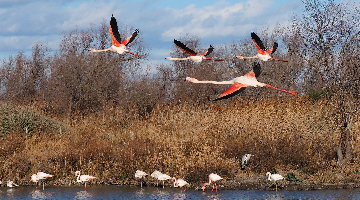 Flamants Roses de Camargue