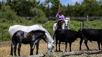 Chevaux de Camargue