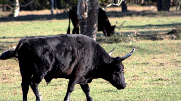 Taureau