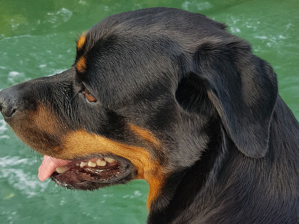 Un chien sur un bateau Canalous