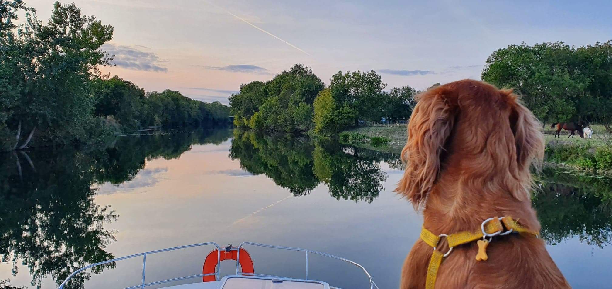 Chien sur le Canal