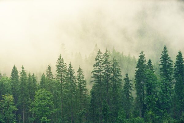 La forêt des Ardennes