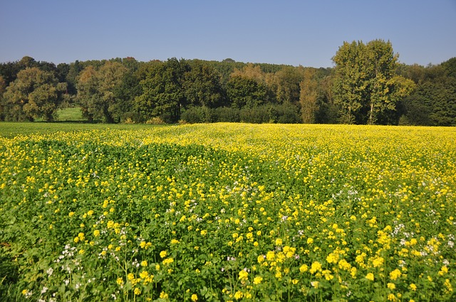 Parc naturel des Ardennes