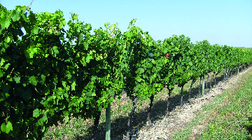 Vignobles