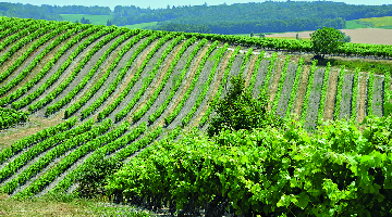 vignobles-2