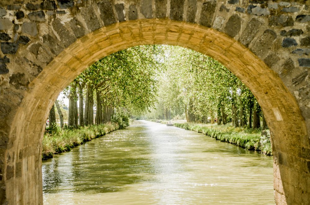 La fabuleuse histoire des platanes du canal du Midi