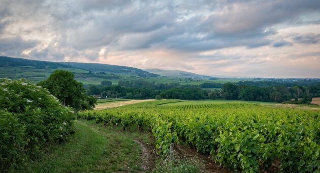Tout sur les vins de Bourgogne… à découvrir depuis l’eau