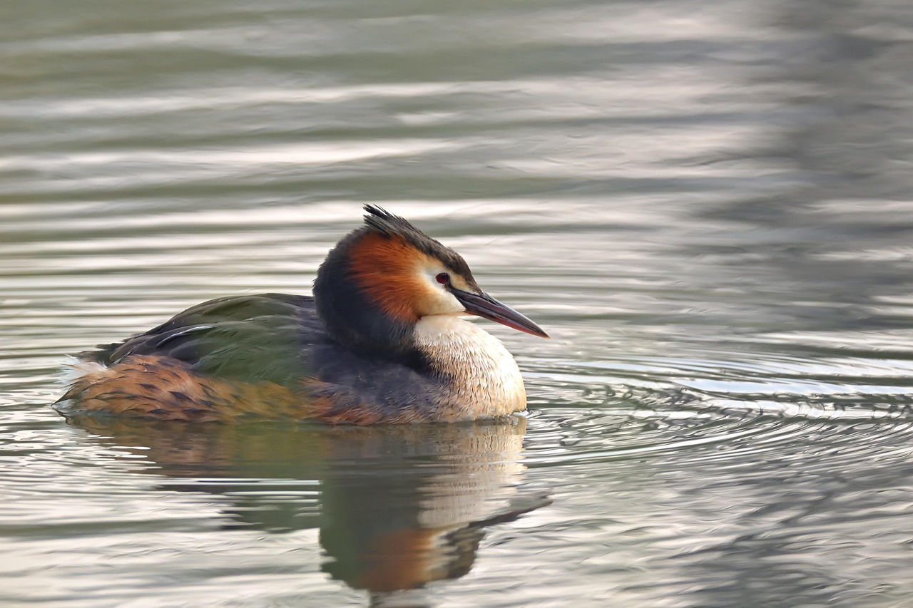 great-crested-grebe-7968287_1280 - © jggrz