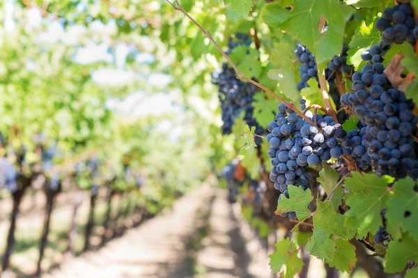 Promenade dans les vignobles