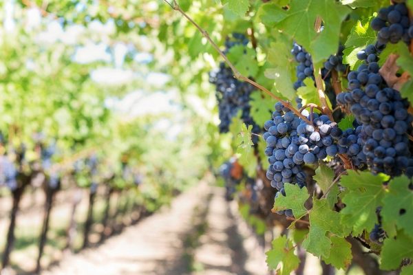 Promenade dans les vignobles