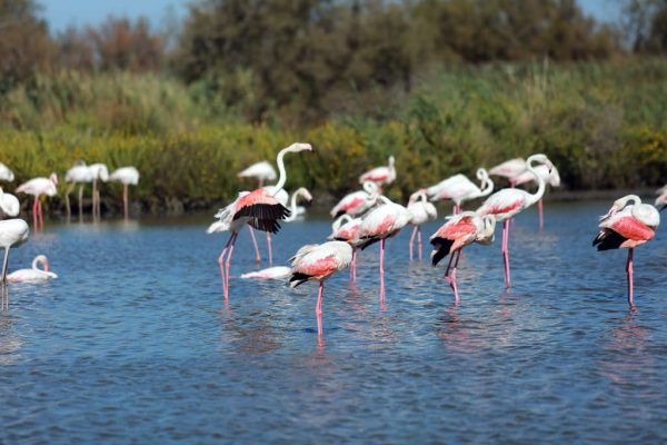 Flora und Fauna der Camargue