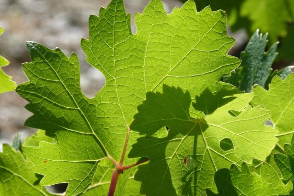 Le vignoble Lerkekasa