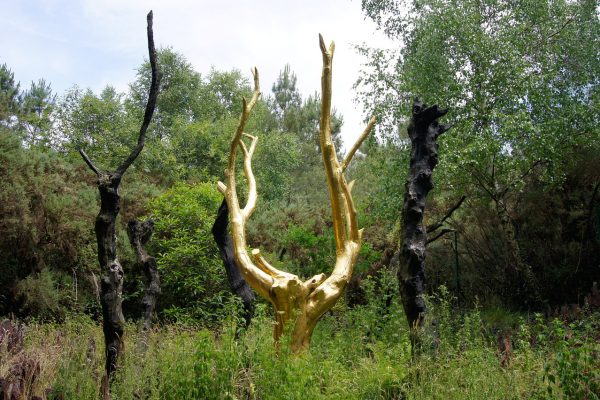 La forêt de Brocéliande