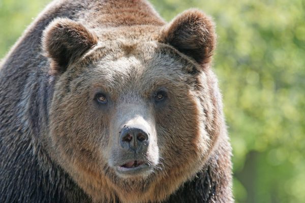 Le sanctuaire des ours de Müritz