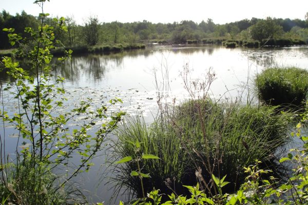 La réserve naturelle de gibiers d’eau de la Truchère